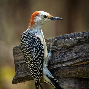 2025-056-065 Lake Livingston State Park trip-2.jpg