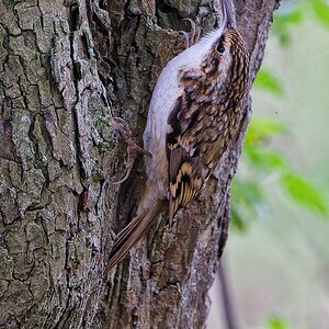 Treecreeper
