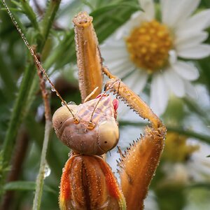 Praying Mantises-3.jpg