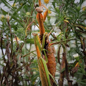 PrayingMantises-1.jpg