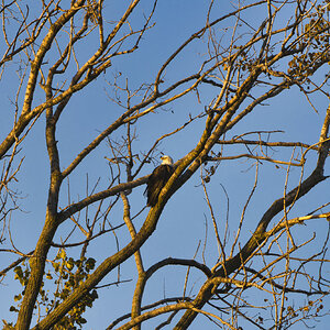 BaldEagle_LLD9840.jpg
