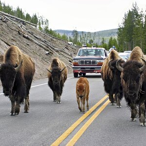 The Bodyguards Final SM.jpg