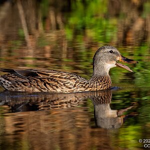 2025-063-082 Autumn birds-2.jpg