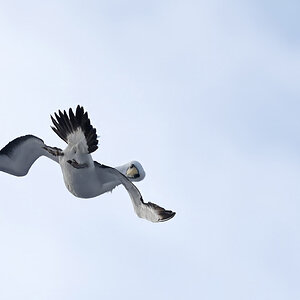 _17A9444 Masked Booby 24 40 42 S 163 2 50 E R5MkII  100-500 500mm f71 8000th ISO1600 Cr.jpg