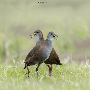 Brown Crake
