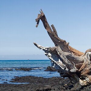 Drift wood.jpg