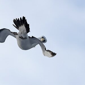 _17A9443 Masked Booby 24 40 42 S 163 2 50 E R5MkII  100-500 500mm f71 8000th ISO160 Cr.jpg