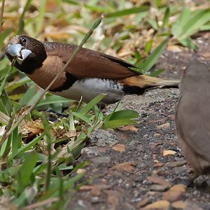 _17A0085 Chestnut-breasted Munia Noumea New Caladonia R5MkII 100-500 500mm f71 6400th ISO3200 ...jpg
