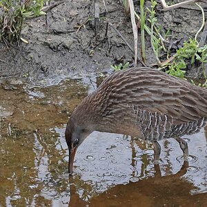_17A0531  Clapper Rail Leonabell Port A R5MkII 100-500 w14x 420mm f20 640th ISO6400 Cr Sm.jpg