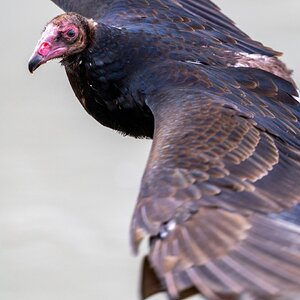 Media 'Canada 10-11-2025 0016.jpg' in category 'Wildlife'