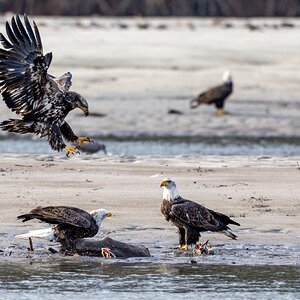 Canada 11-11-2025 0058.jpg