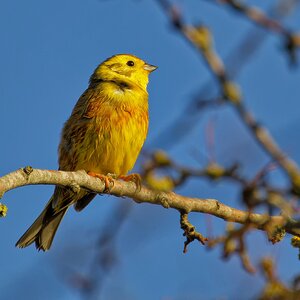 Media 'C83A8619_Nik.jpeg' in category 'RF Lens Sample Image Threads'