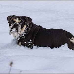 59975_First snow.jpg