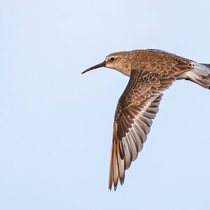 curlew-sandpiper-bif-0001-c-2000px.jpg