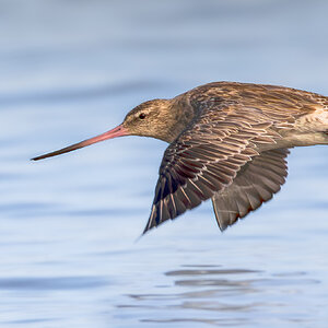godwit-bt-0001-a-exp2000px.jpg