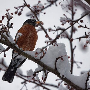 Robin in the snow.jpg
