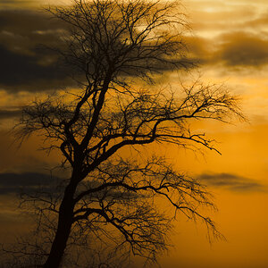 Tree Shilhoutte-1.jpg