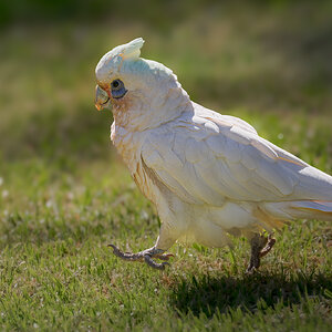 Little Corella.jpg