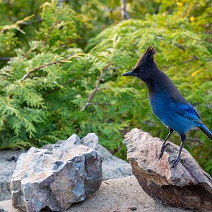 Canada 11-11-2025 0093.JPG