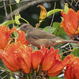 R7_D9800 Clay-colored Thrush-Enhanced-NR-Edit.jpg
