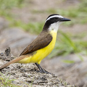 Media 'R7_D9834 Great Kiskadee.jpg' in category 'Wildlife'