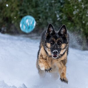 Dog-Snow-Fun.JPG