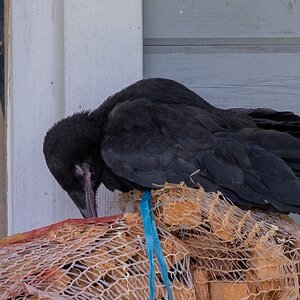 Little Crow is tired.JPG