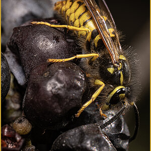 59873_Wasp and Berries.jpg
