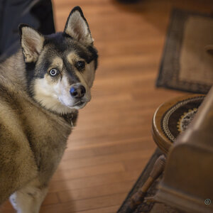 Huskey f1.2-0119.jpg