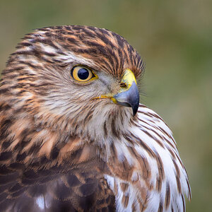 Coopers Hawk Backyard-1.jpg