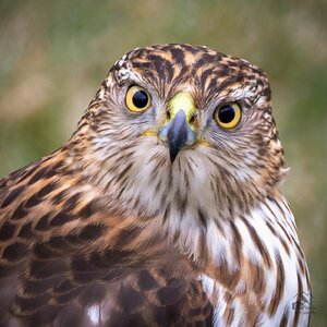 Coopers Hawk Backyard-2.jpg