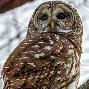 2026-002-118 Winter birds-2-Edit.jpg