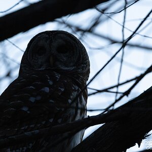 2026-002-118 Winter birds.jpg