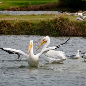American White Pelican