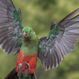 Australian King-Parrot.jpg