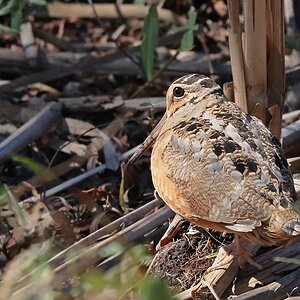 _17A2161 American Woodcock Paradise Pond Port A  R5 100-500 500mm f11 2500th ISO5000 Edit.jpg