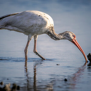 FloridaWhiteIbis-2.jpg
