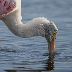 FloridaSpoonbill-2.jpg