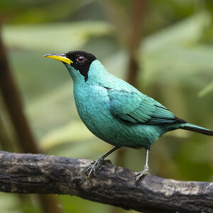 R7_F6851 Green Honeycreeper.jpg