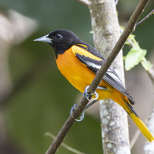 R7_F7262 Baltimore Oriole.jpg