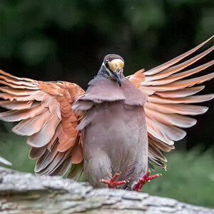 Common Bronzewing.jpg