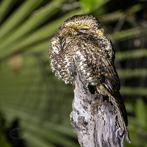 R7_F5898 Yucatan Nightjar.jpg