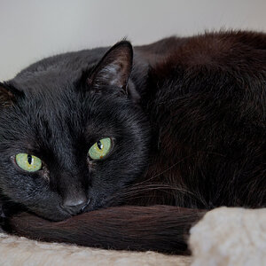 Salem Huddled on Cold Day-1.jpg