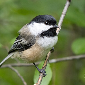 R7_A0261 Chickadee.jpg