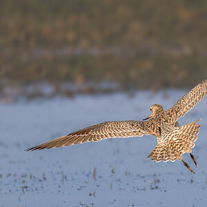 Bar-tailed Godwit.jpg
