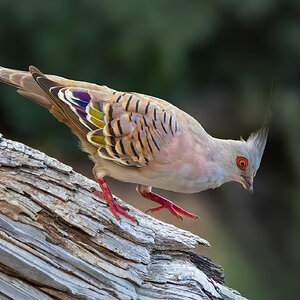Crested Pigeon.jpg