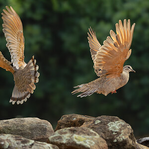Common Bronzewings.jpg
