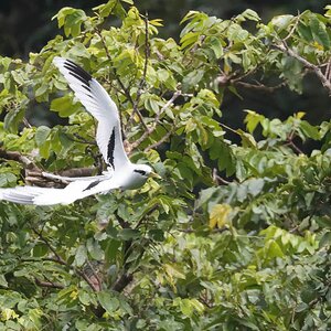 _17A8072  White-tailed Tropicbird American Samo R5 100-500 w14x 700mm f10 1600th ISO3200 Cr.jpg
