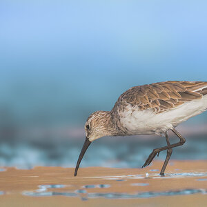 Curlew Sandpiper.jpg