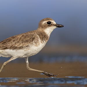 Siberian Sand-Plover.jpg